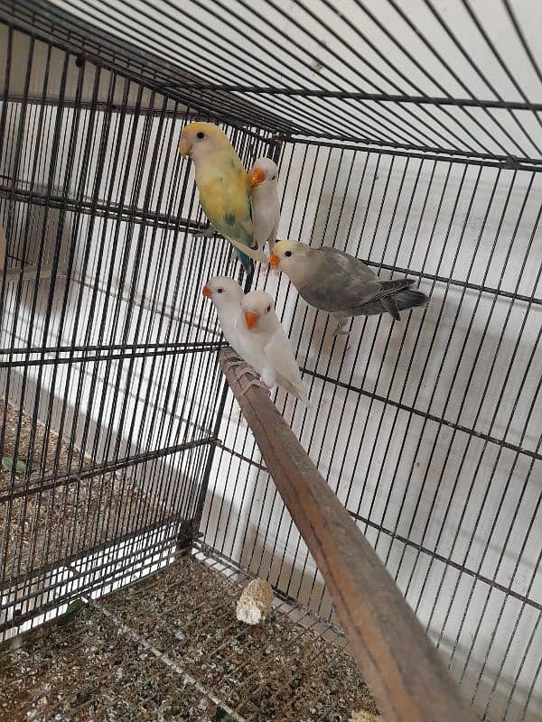 Color Lovebirds and Albino red eye pathay 2