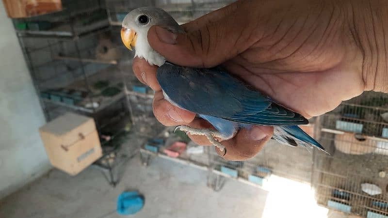 Color Lovebirds and Albino red eye pathay 4