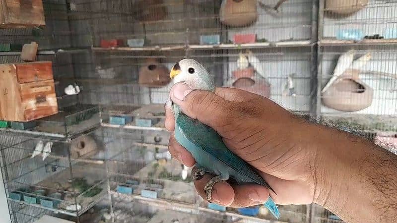 Color Lovebirds and Albino red eye pathay 5