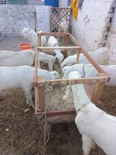 Goats(rajanpuri