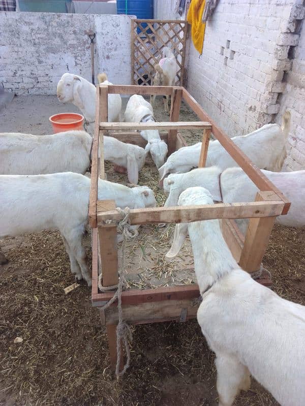 Goats(rajanpuri bakray). 0