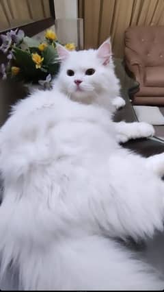 Female Persian cat