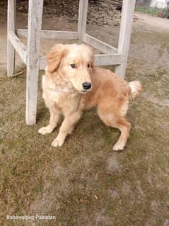 Golden retriever femamle pupp 5 months age