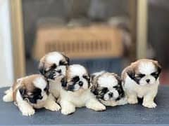 Shih Tzu / Shitzu Puppies / shitzu russian high quality puppy/ dog