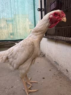 Top class White O Shamo Females | Aseel Shamo |pure high quality aseel