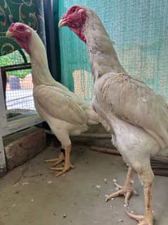 White Shamo Female | king size o Shamo |pure aseel hen/high quality