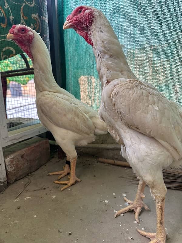 Top class White O Shamo Females | Aseel Shamo |pure high quality aseel 1