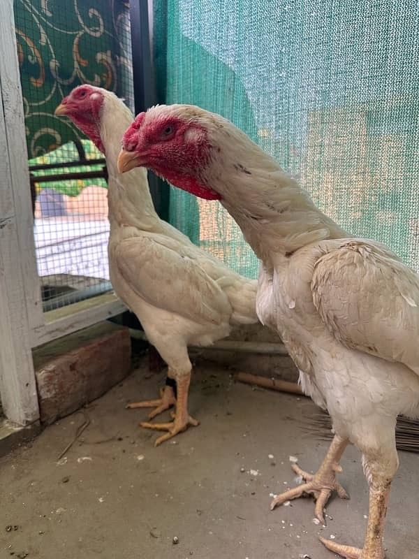 Top class White O Shamo Females | Aseel Shamo |pure high quality aseel 0