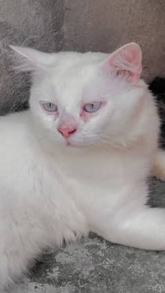 Persian male with sky blue eyes urgent for sale