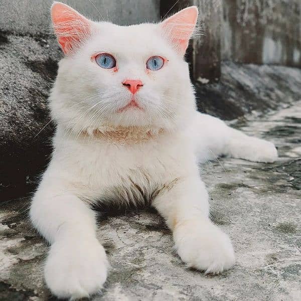 Persian male with sky blue eyes urgent for sale 2