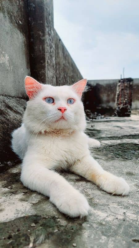 Persian male with sky blue eyes urgent for sale 3