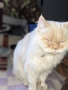 PERSIAN CAT