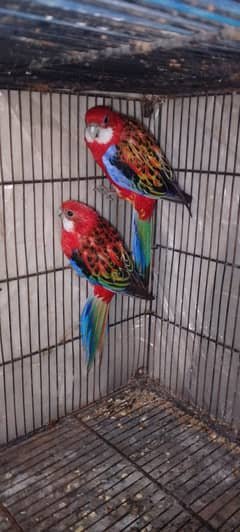 Red Rosella breedr pair