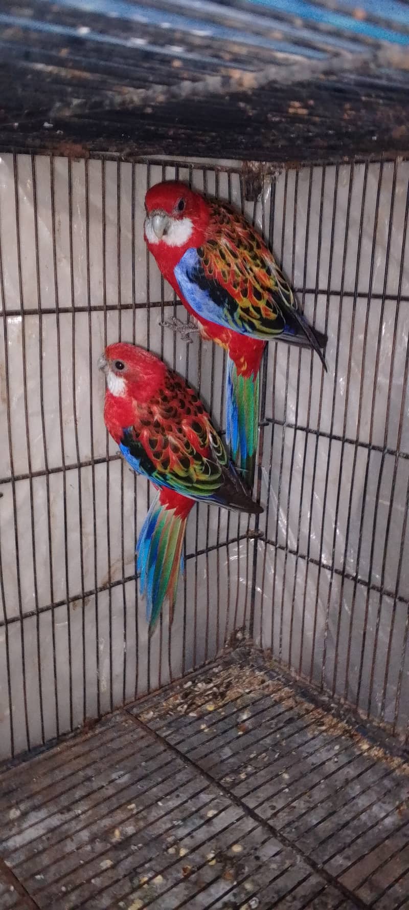 Red Rosella breedr pair 0