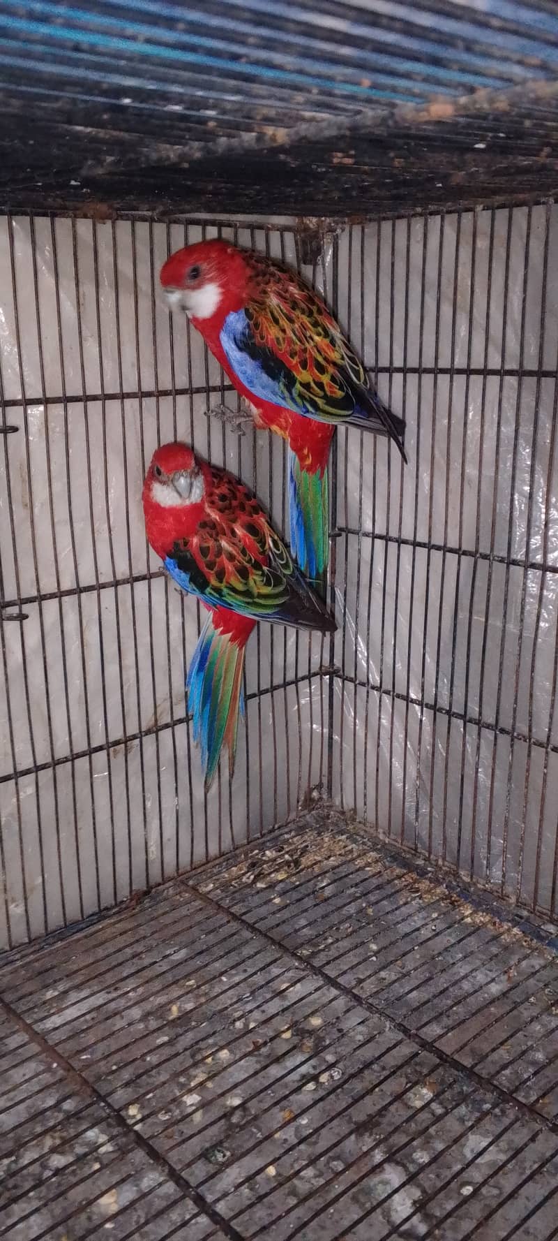 Red Rosella breedr pair 1