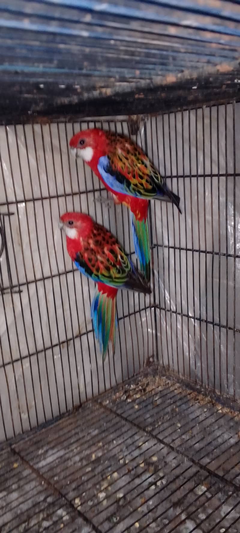 Red Rosella breedr pair 2