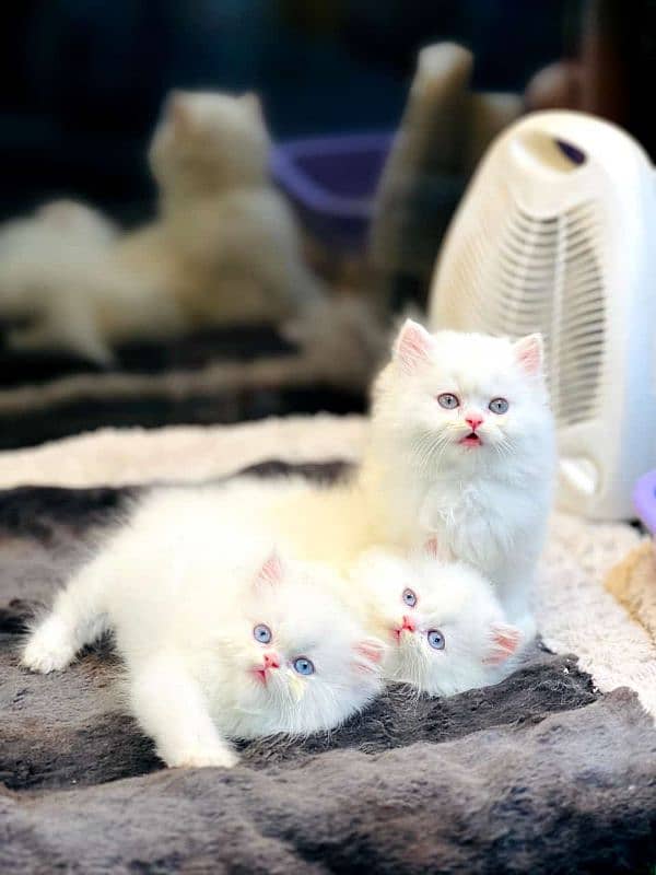 Persian hamalian british punch face piki face cat's and kitten's 8