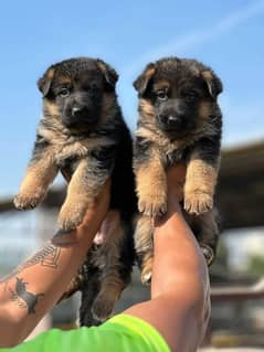 German Shepherd puppy / GSD puppy / long coat puppies / german dog