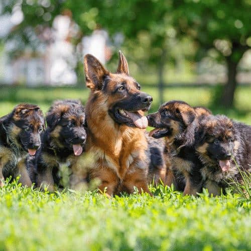 German Shepherd puppy / GSD puppy / long coat puppies / german puppies 1