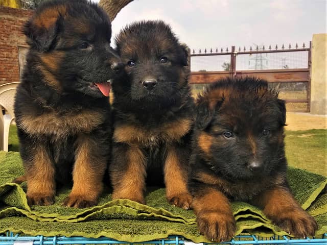 German Shepherd puppy / GSD puppy / long coat puppies / german puppies 2