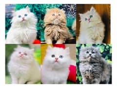 Persian hamalian british punch face piki face cat's and kitten's