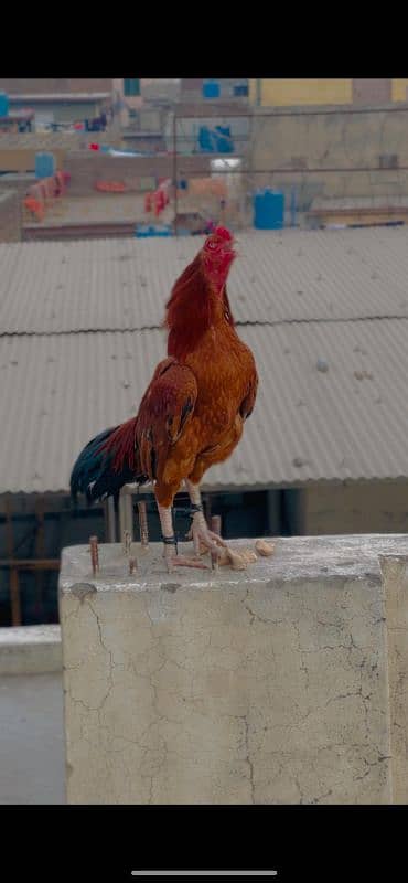 Aseel mianwali high quality bird 2