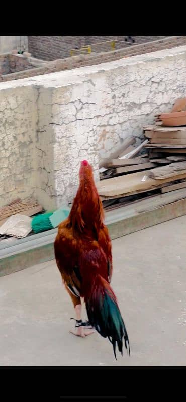 Aseel mianwali high quality bird 3