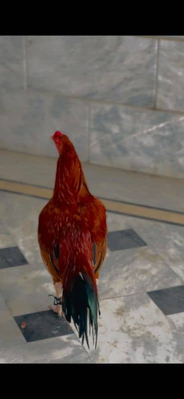 Aseel mianwali high quality bird 4