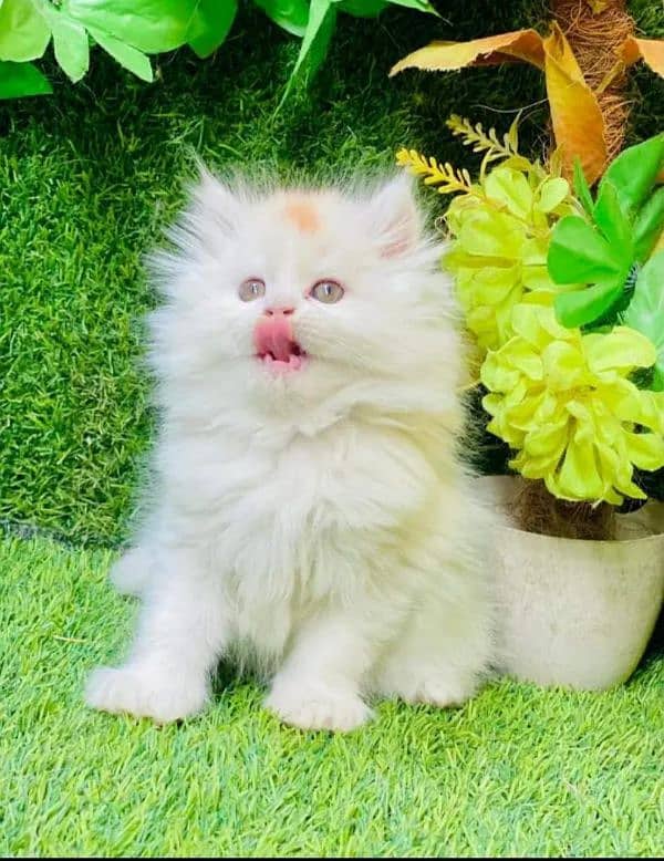 Persian hamalian british punch face piki face cat's and kitten's 7