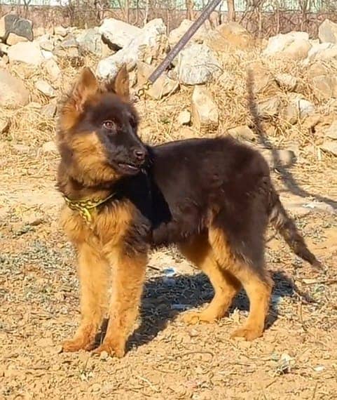 German Shepherd puppy | Long Coat puppies | Dog For Sale | 0346364973 4