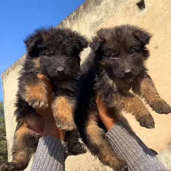 German Shepherd puppy | Long Coat puppies | Dog For Sale | 0346364973 6