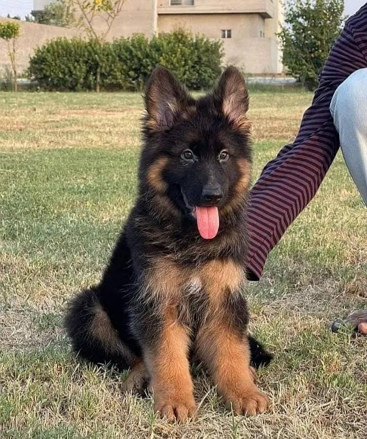 German Shepherd puppy | Long Coat puppies | Dog For Sale | 0346364973 7