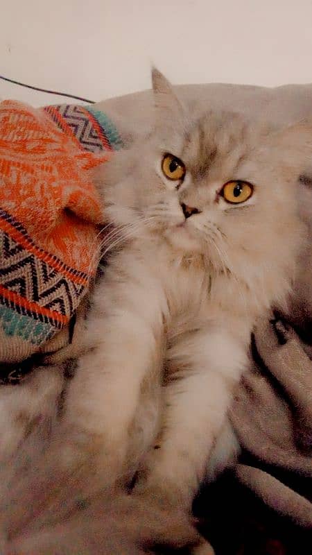 Persian triple coat 6 months 0