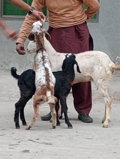 Desi bakri 2 male bachon Kay sath