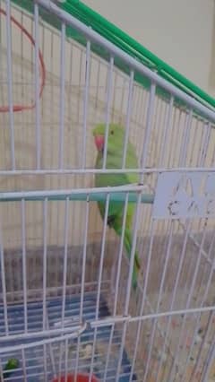 green full active parrot