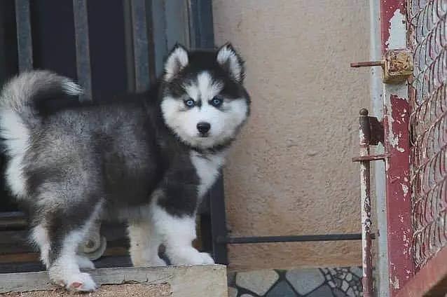 Siberian husky Puppy | Siberian husky Dog | husky Puppy 03463649736 2