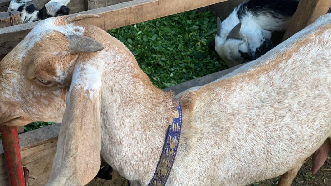 Goat | makhi cheni goat | Breader Goat | Goat For sale 0