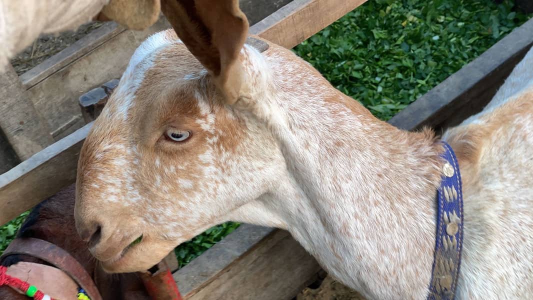 Goat | makhi cheni goat | Breader Goat | Goat For sale 1