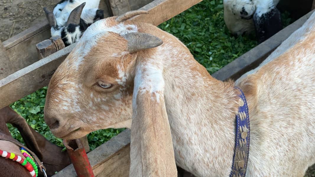 Goat | makhi cheni goat | Breader Goat | Goat For sale 2