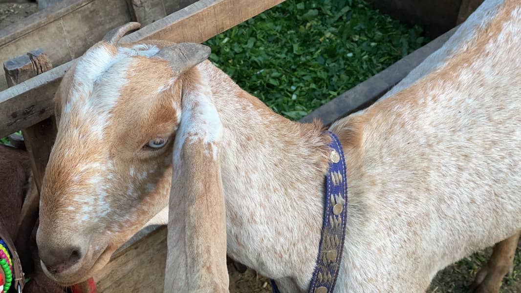 Goat | makhi cheni goat | Breader Goat | Goat For sale 4