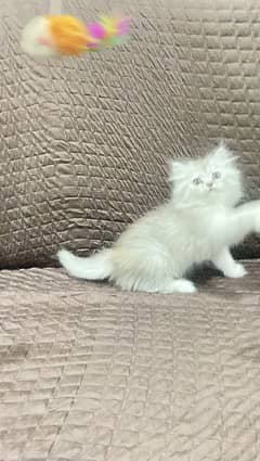 Persian triple coated female  kitten