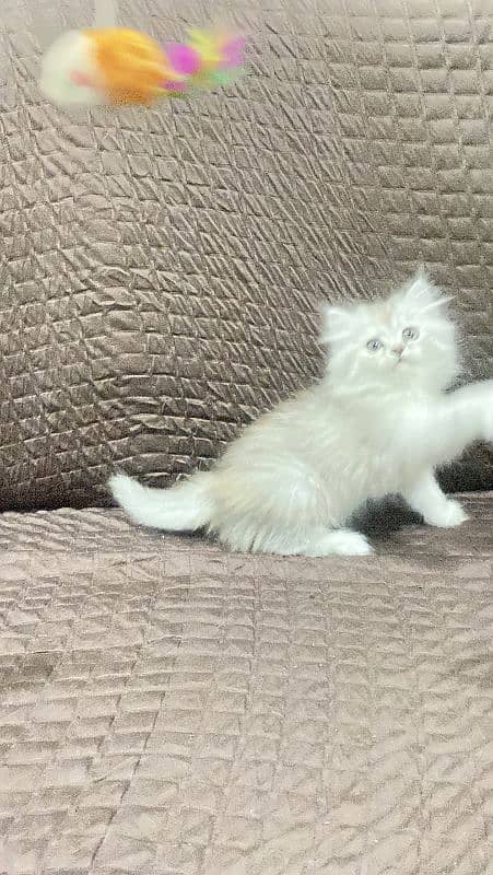 Persian triple coated female  kitten 0