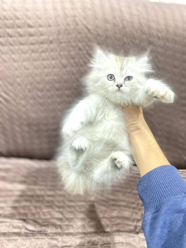 Persian triple coated female  kitten 1