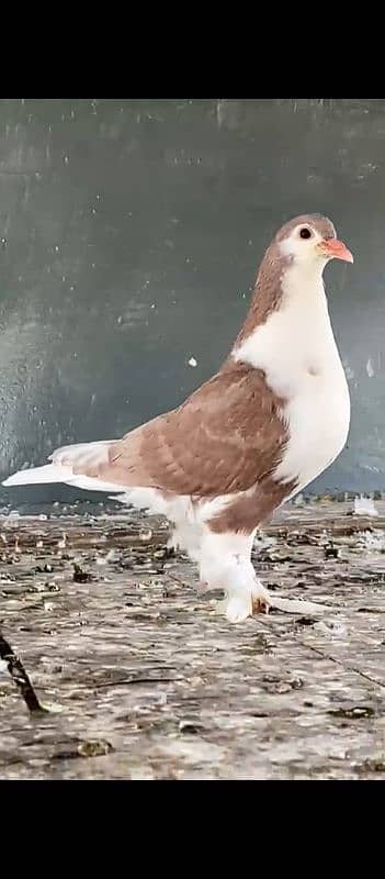 Good Size Lahore Sherazi Pigeon 1