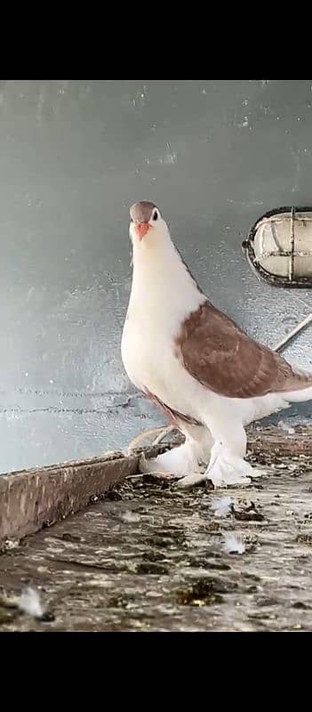 Good Size Lahore Sherazi Pigeon 0