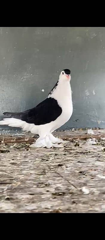 Good Size Lahore Sherazi Pigeon 2