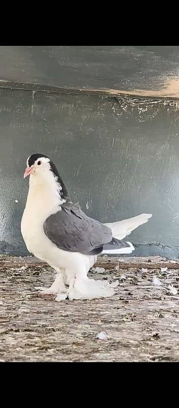 Good Size Lahore Sherazi Pigeon 3