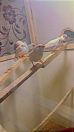 Finches