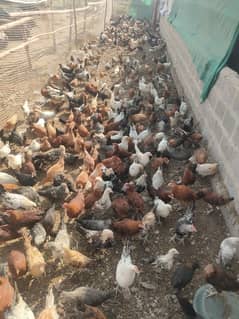 golden misri hens 3.5 month age