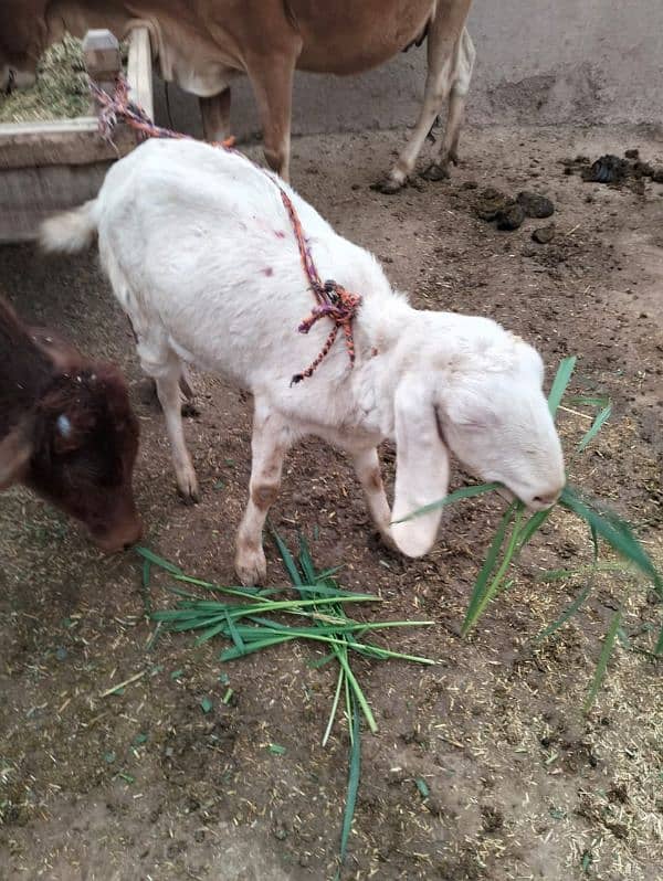 4 month pregnant rajanpuri pink goat for sale 1